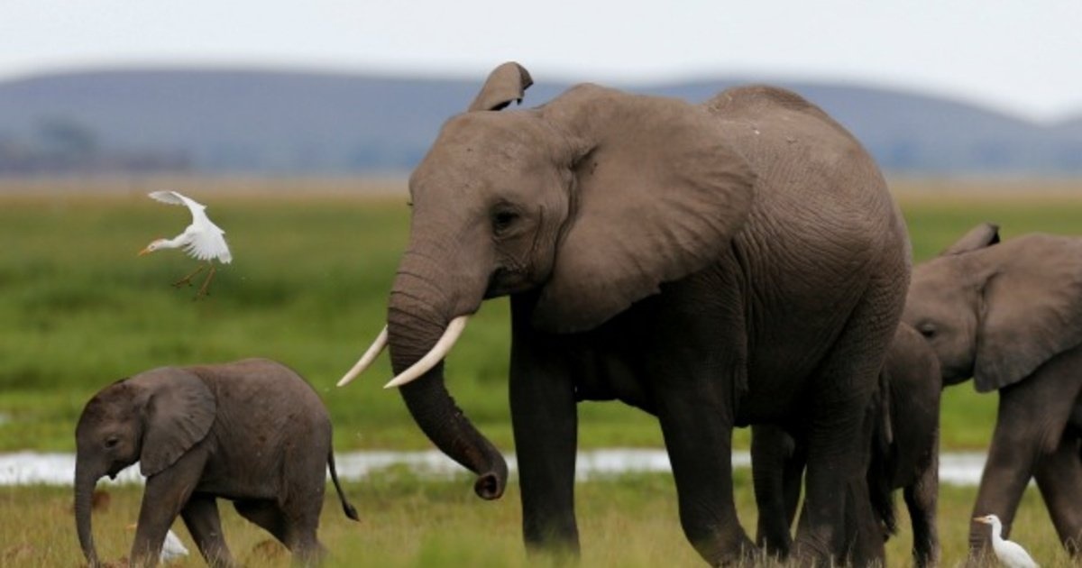 Namibia ban dau gia 170 con voi 'gia tri cao' hinh anh