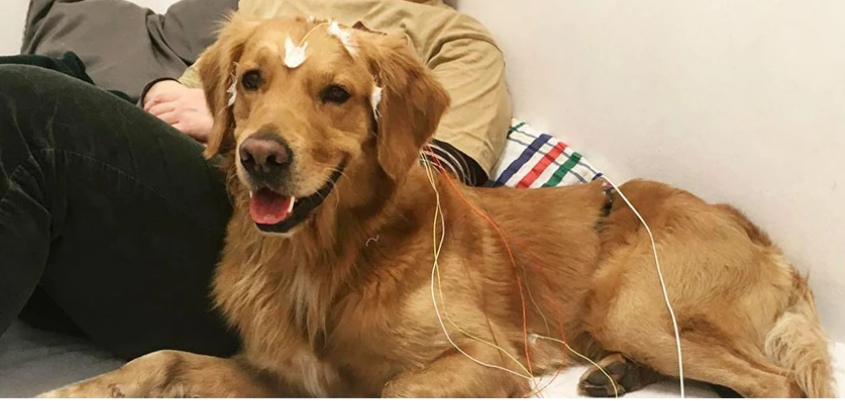 Loai cho hoc duoc 165 tu trong suot cuoc doi hinh anh