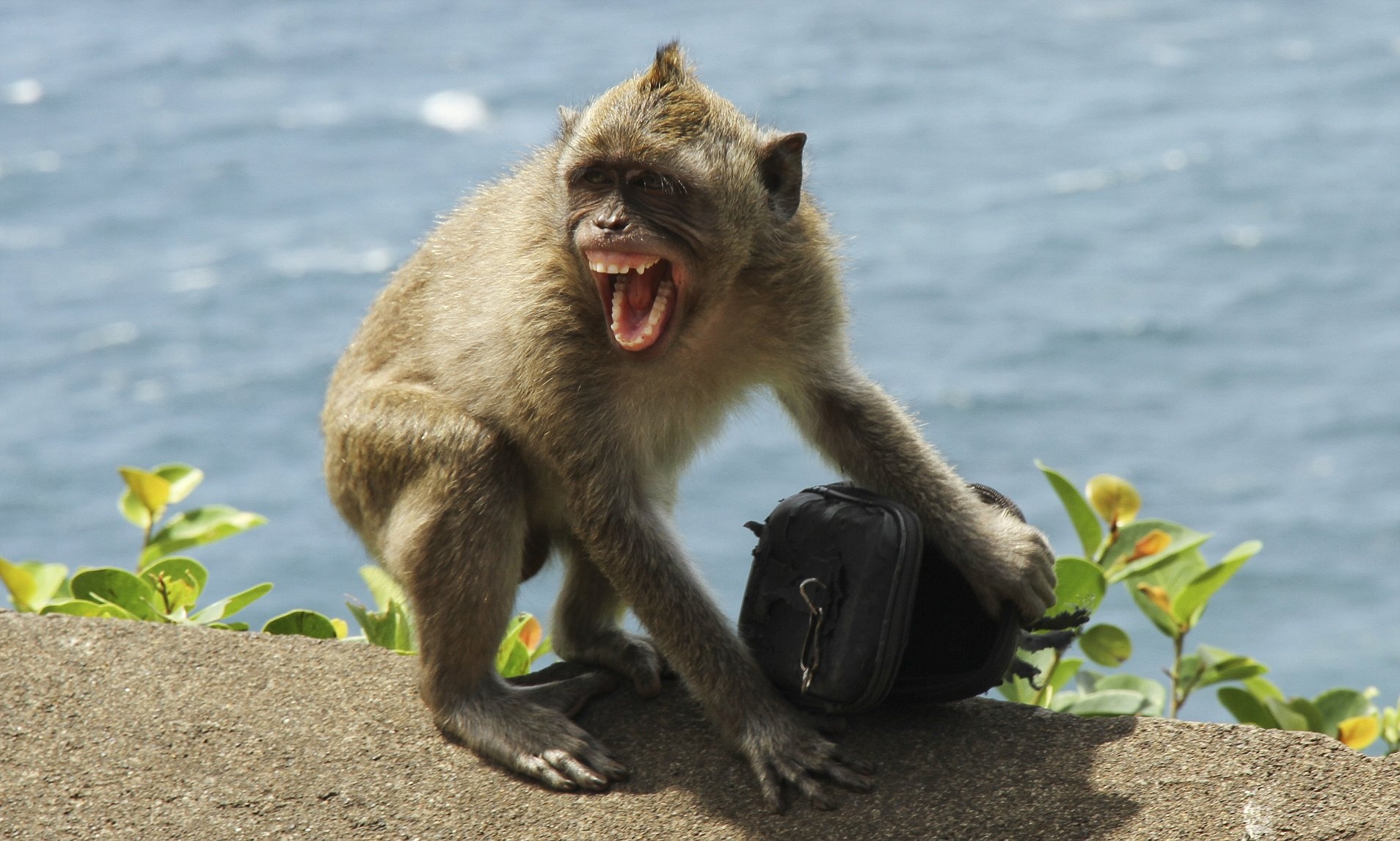 Khi o Indonesia thich cuop do dat tien hinh anh