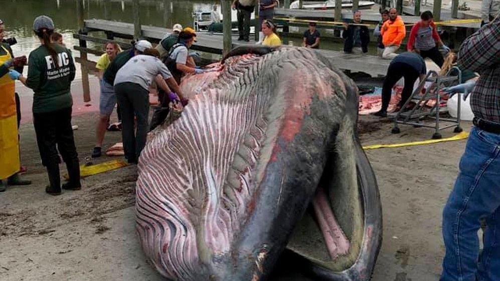 Loai ca voi moi anh 1