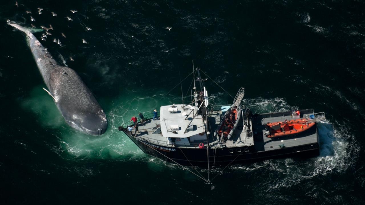 Loai ca voi moi anh 2