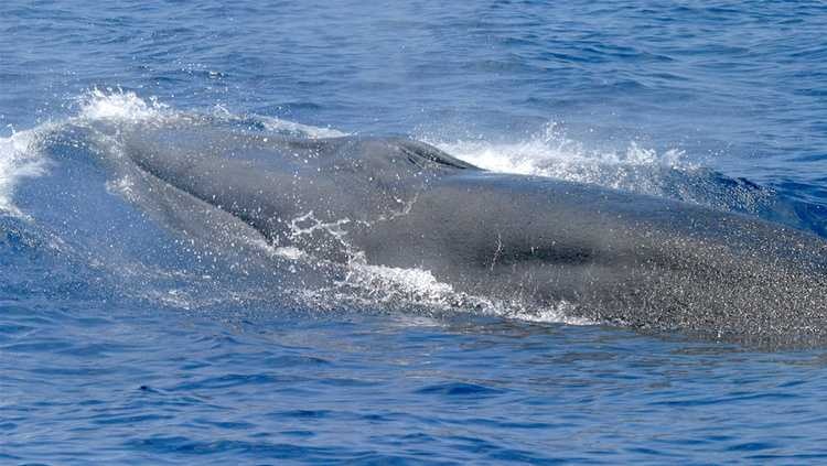 Phat hien loai ca voi moi chi con 100 ca the hinh anh