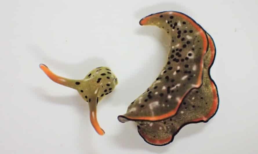 Phat hien loai dong vat tu moc lai than tu chiec dau bi rung hinh anh