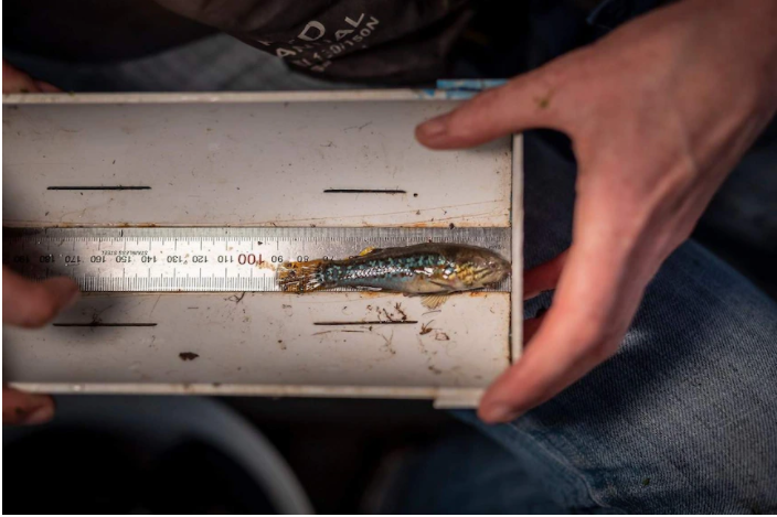 Tim thay loai ca tuyet chung cach day 23 nam anh 2