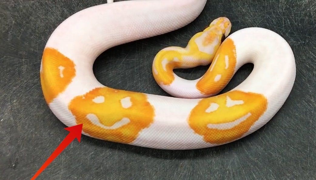 Con tran co ba hinh mat cuoi tren than hinh anh