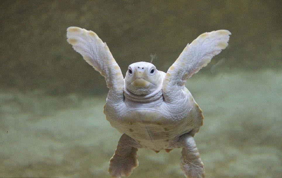 Phat hien rua bach tang hiem o Australia hinh anh