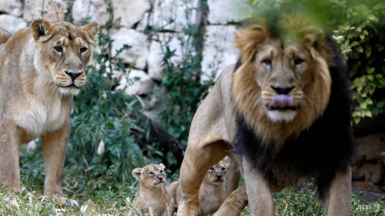 Tam con su tu o vuon thu An Do mac Covid-19 hinh anh