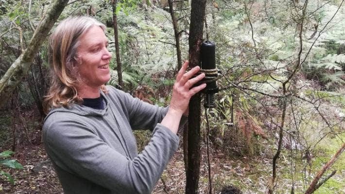 Chim Kiwi tro lai New Zealand anh 1