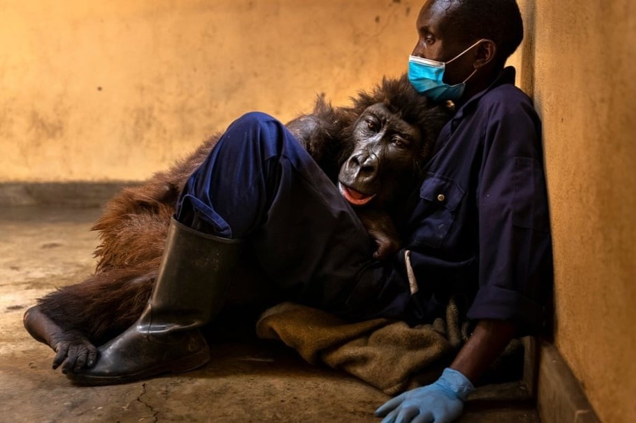 Con khi dot noi tieng vi selfie o Congo qua doi hinh anh