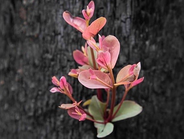 Nhung con dau noi cuoi re dau canh hinh anh