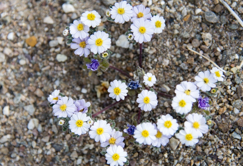 Sao goi em la hoa dai? hinh anh