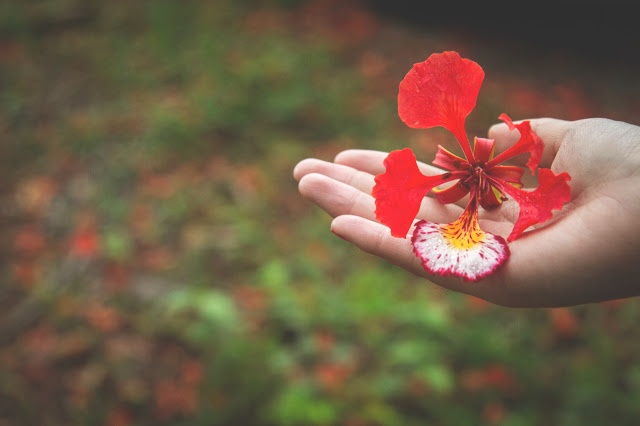 Trai tim dau trong ngoi nha khep cua hinh anh