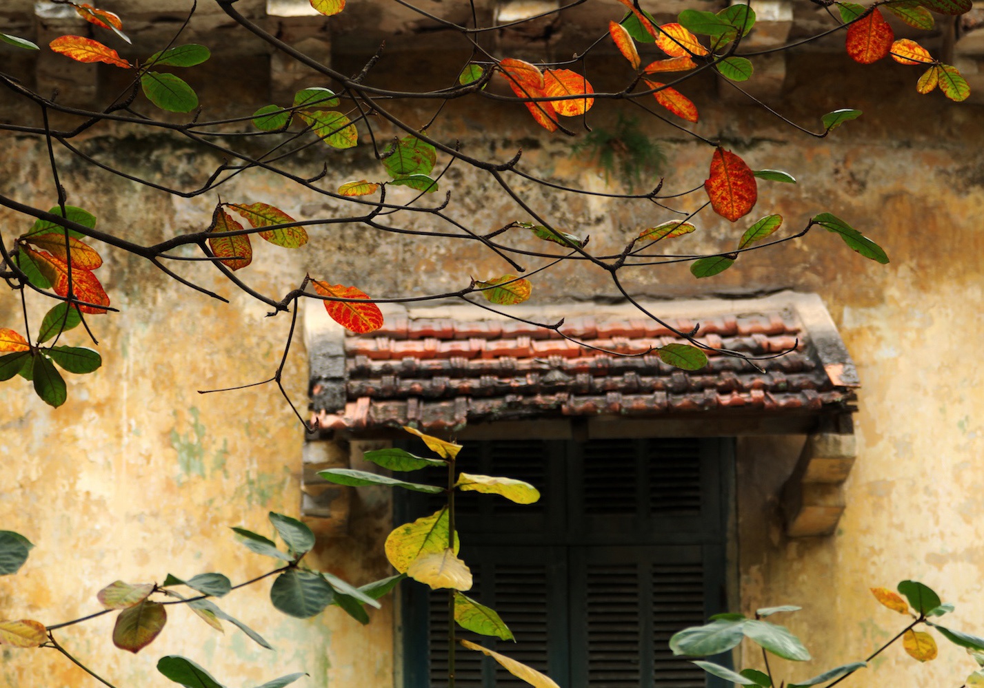 Nguoc chieu heo may hinh anh