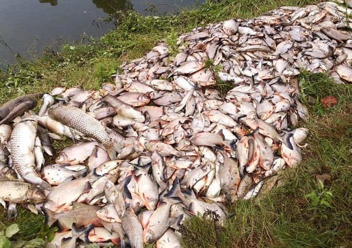 Ca chet trang ao nuoi gan bai rac Nam Son hinh anh