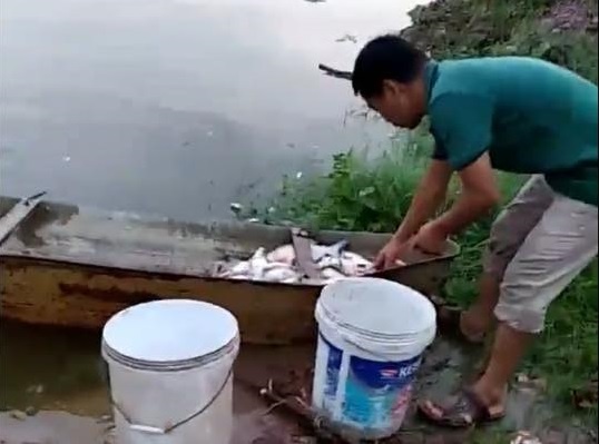 Ca chet noi trang ao gan bai rac Nam Son hinh anh