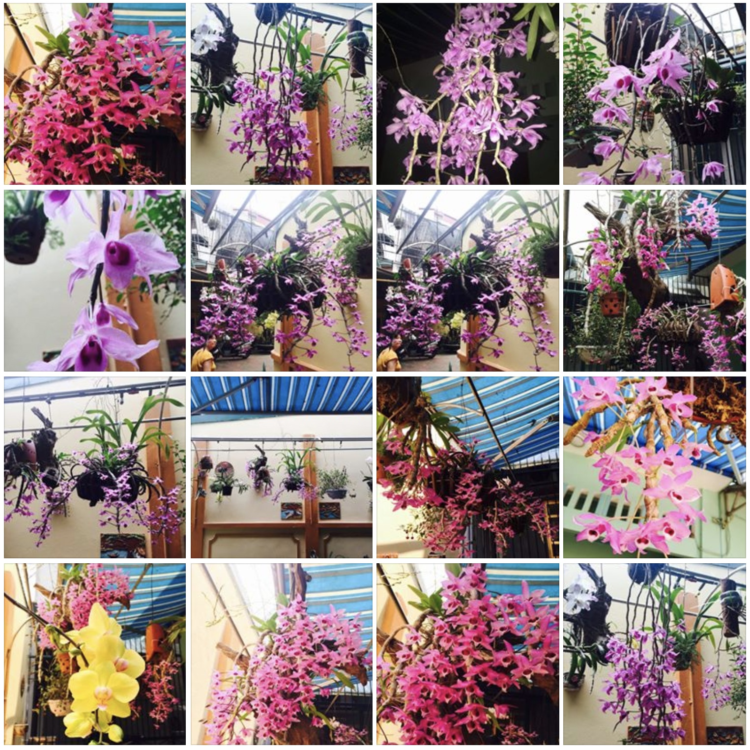 Dau gia hoa lan cua phi cong Khuat Manh Tri anh 2