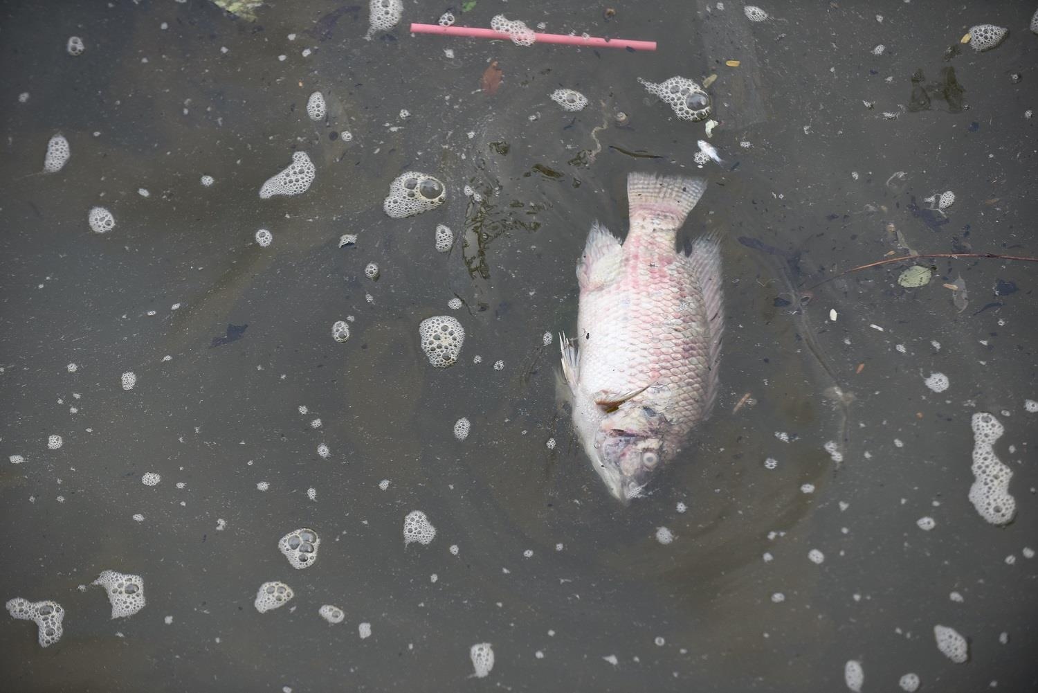 Ho Tay ca chet hang loat anh 9