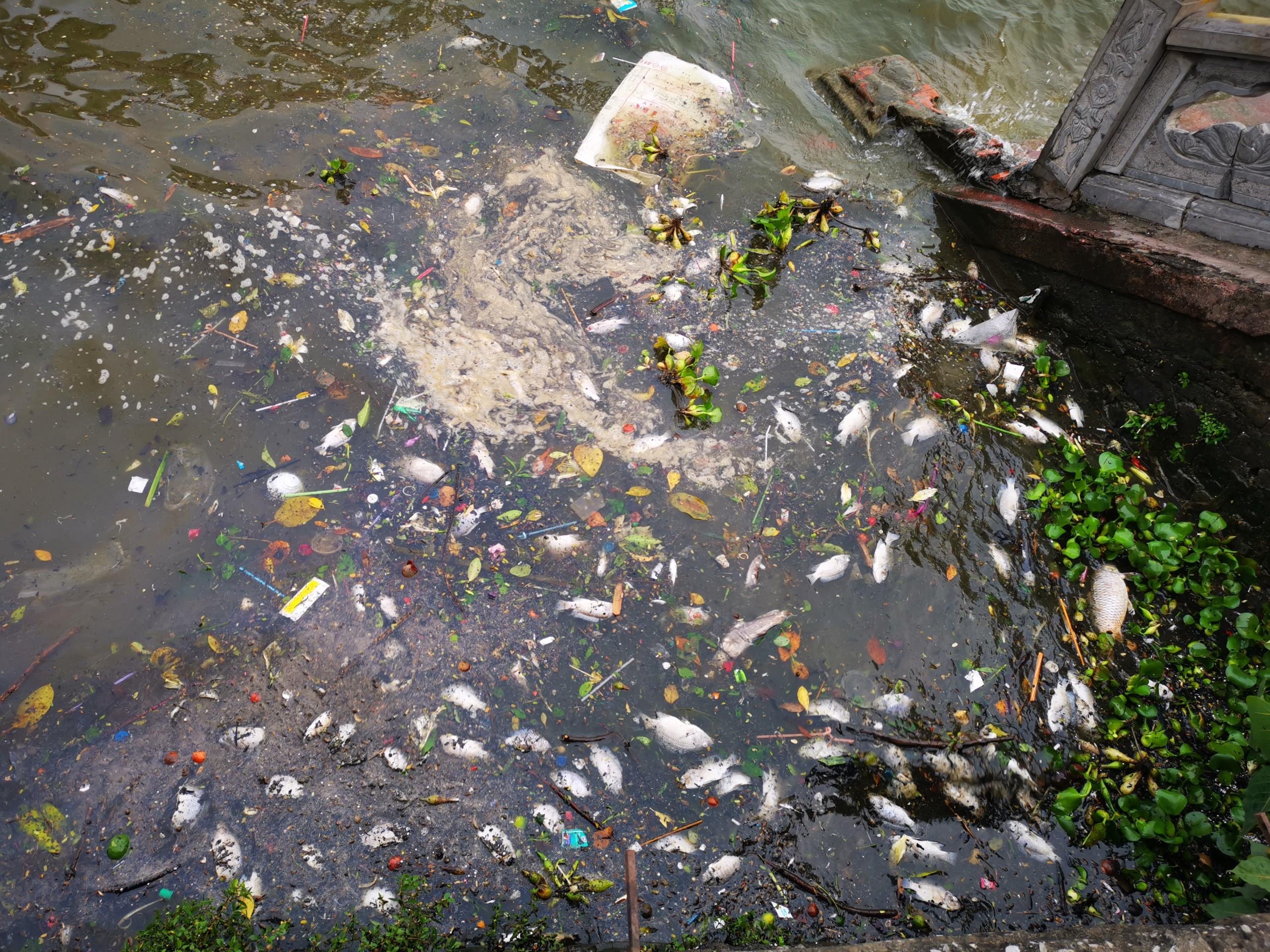 Ho Tay ca chet hang loat anh 2