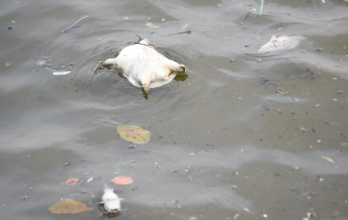 Ho Tay ca chet hang loat anh 3