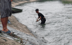 Can thu cuoi ha he, nga nhao xuong song To Lich vi cau ca lon hinh anh