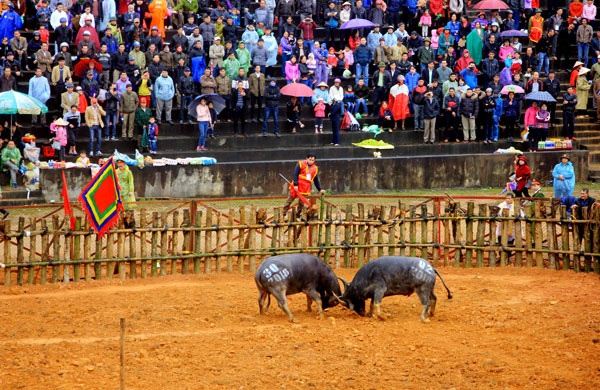 ngung hoi choi trau vi corona anh 1