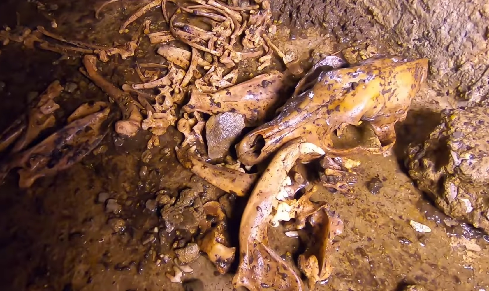 phao dai dong dang 1979 anh 6