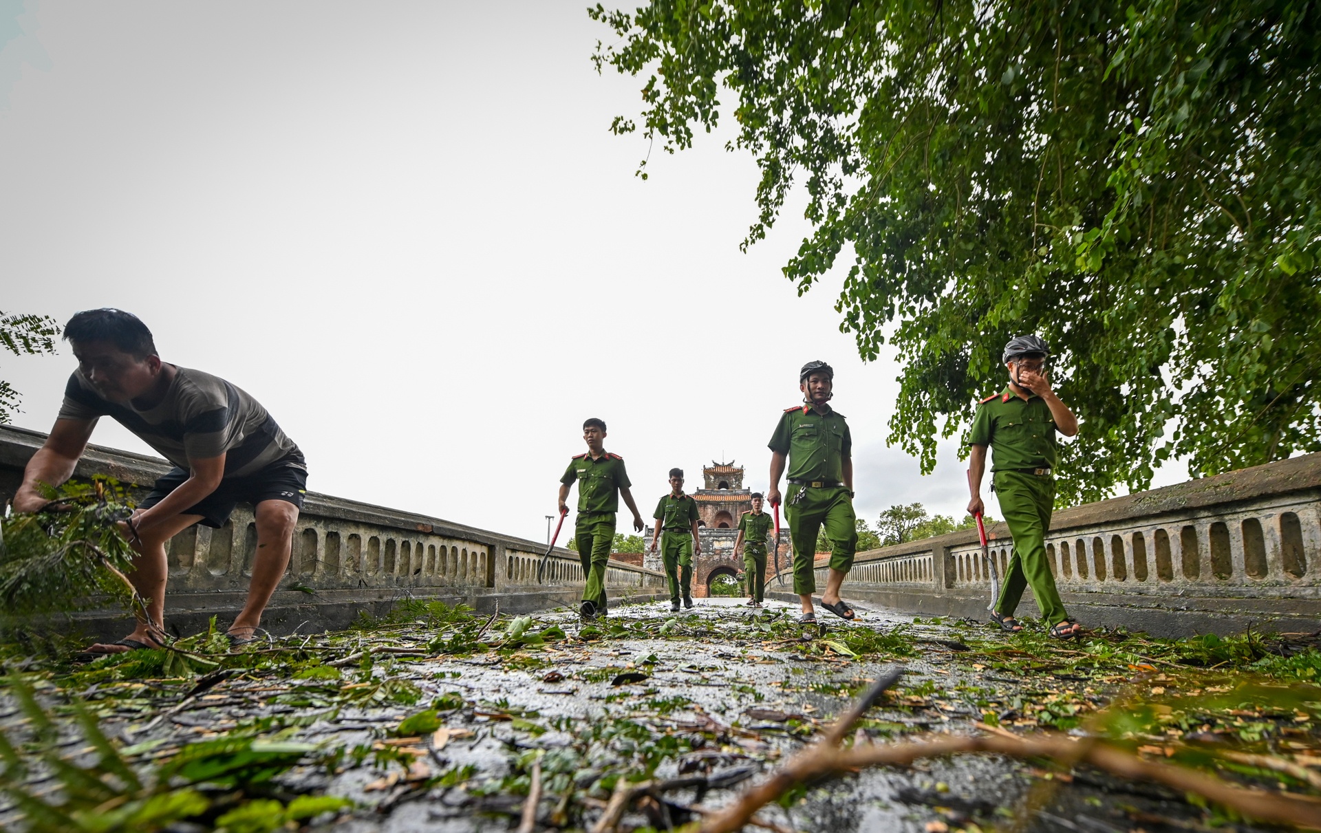 do cay bao so 5 anh 4