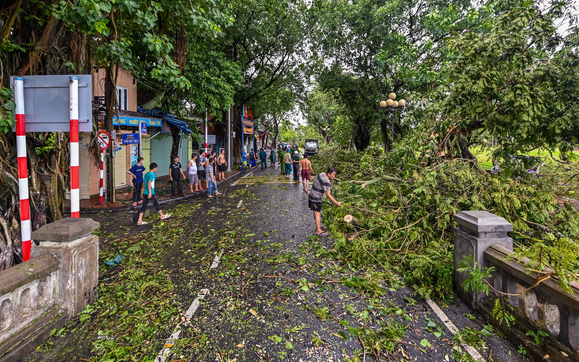 do cay bao so 5 anh 1