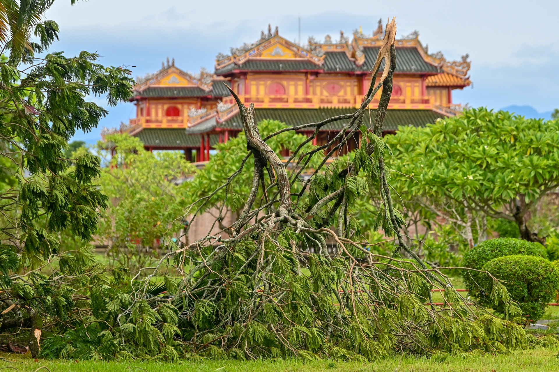 do cay bao so 5 anh 6