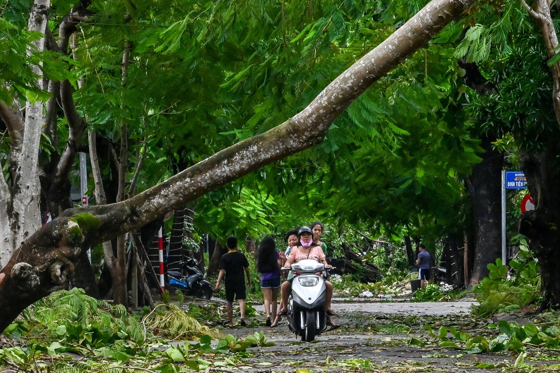 Cay coi do rap quanh Dai Noi Hue sau bao so 5 hinh anh