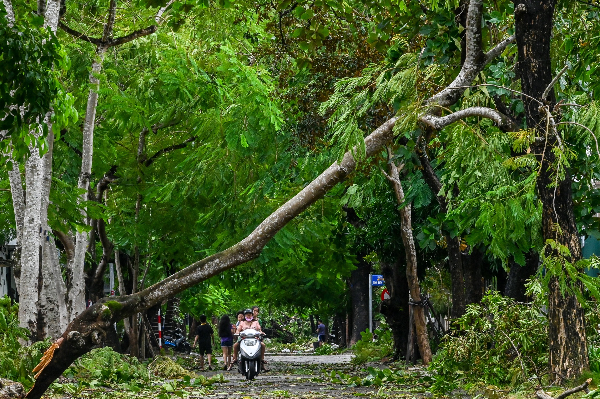 do cay bao so 5 anh 2