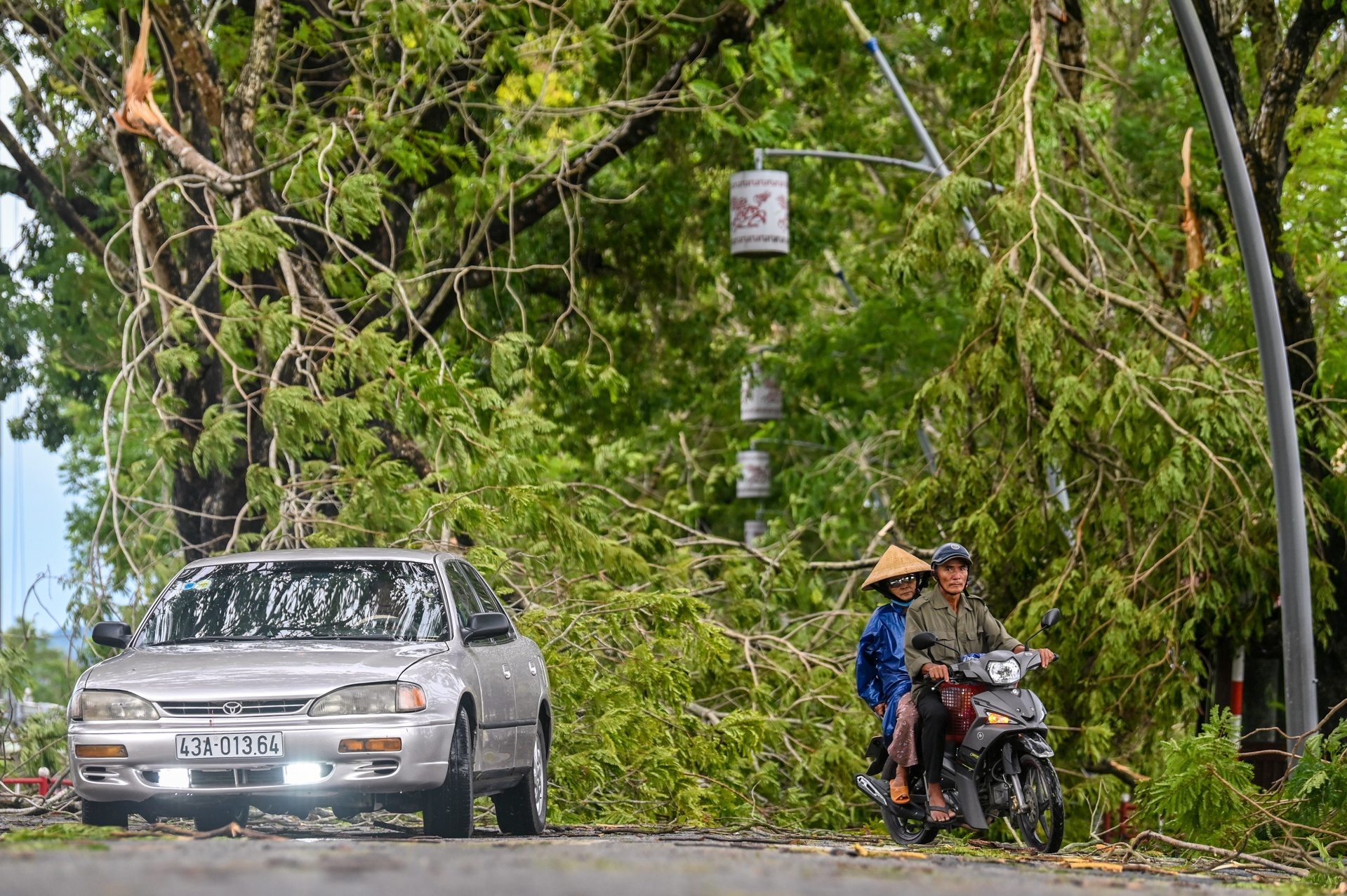 do cay bao so 5 anh 7