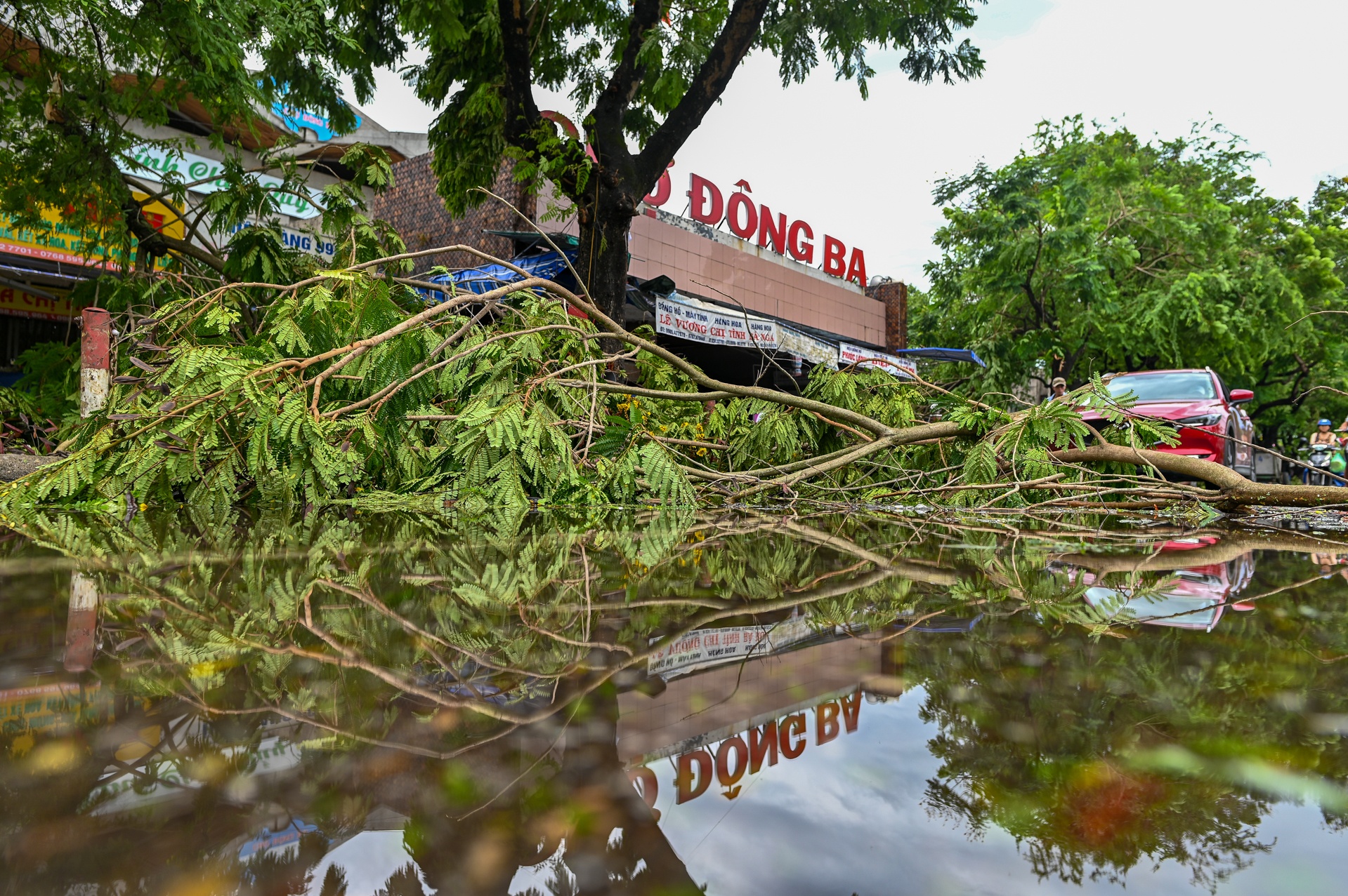 do cay bao so 5 anh 8