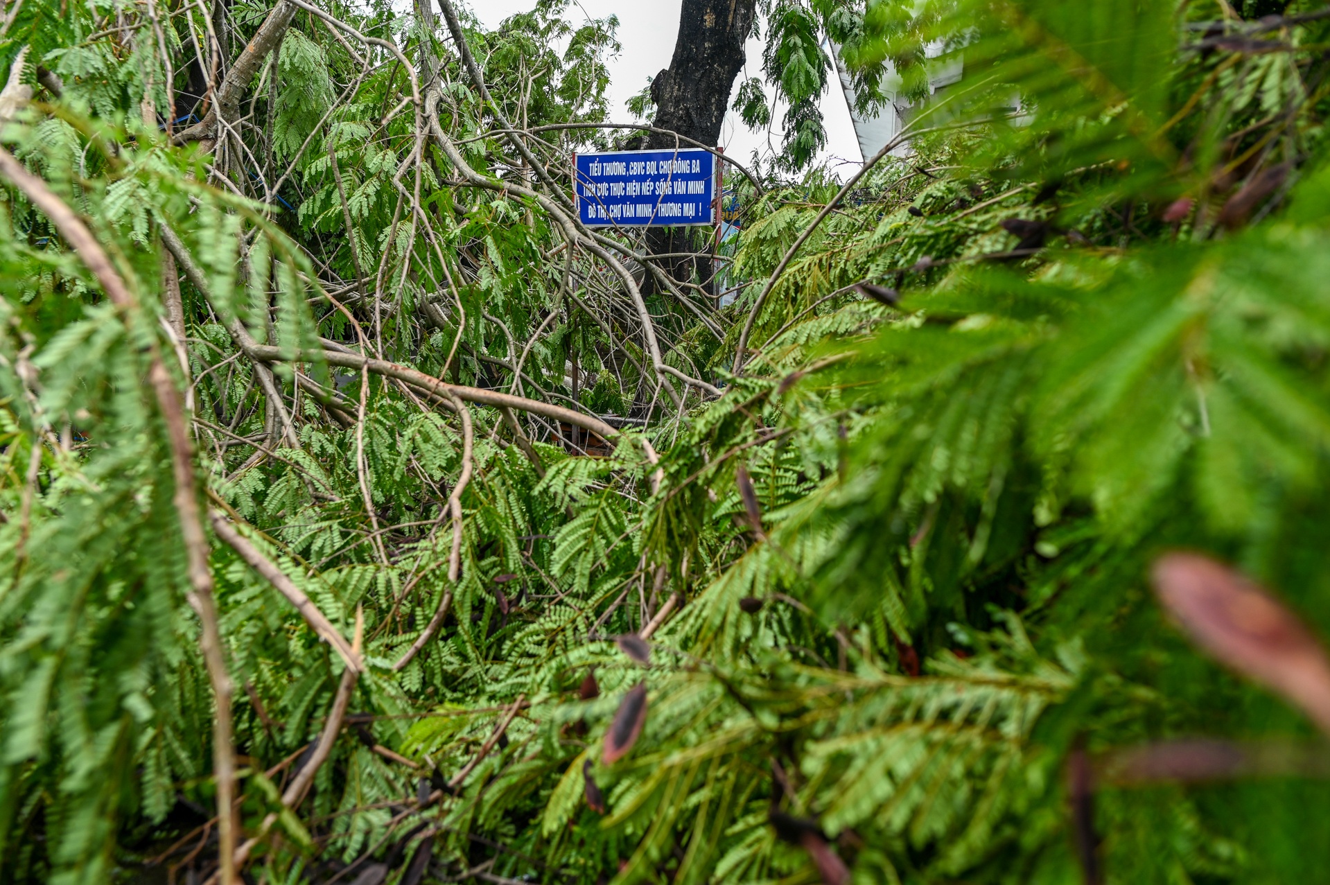 do cay bao so 5 anh 9