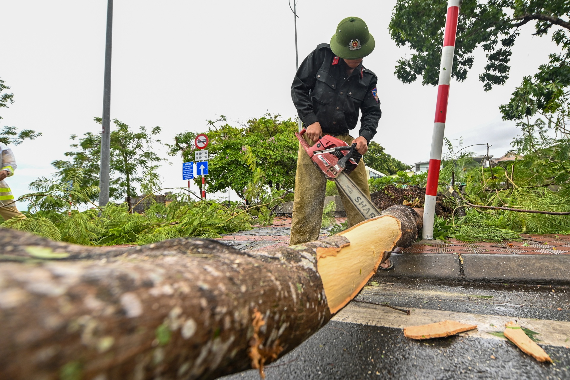 do cay bao so 5 anh 5