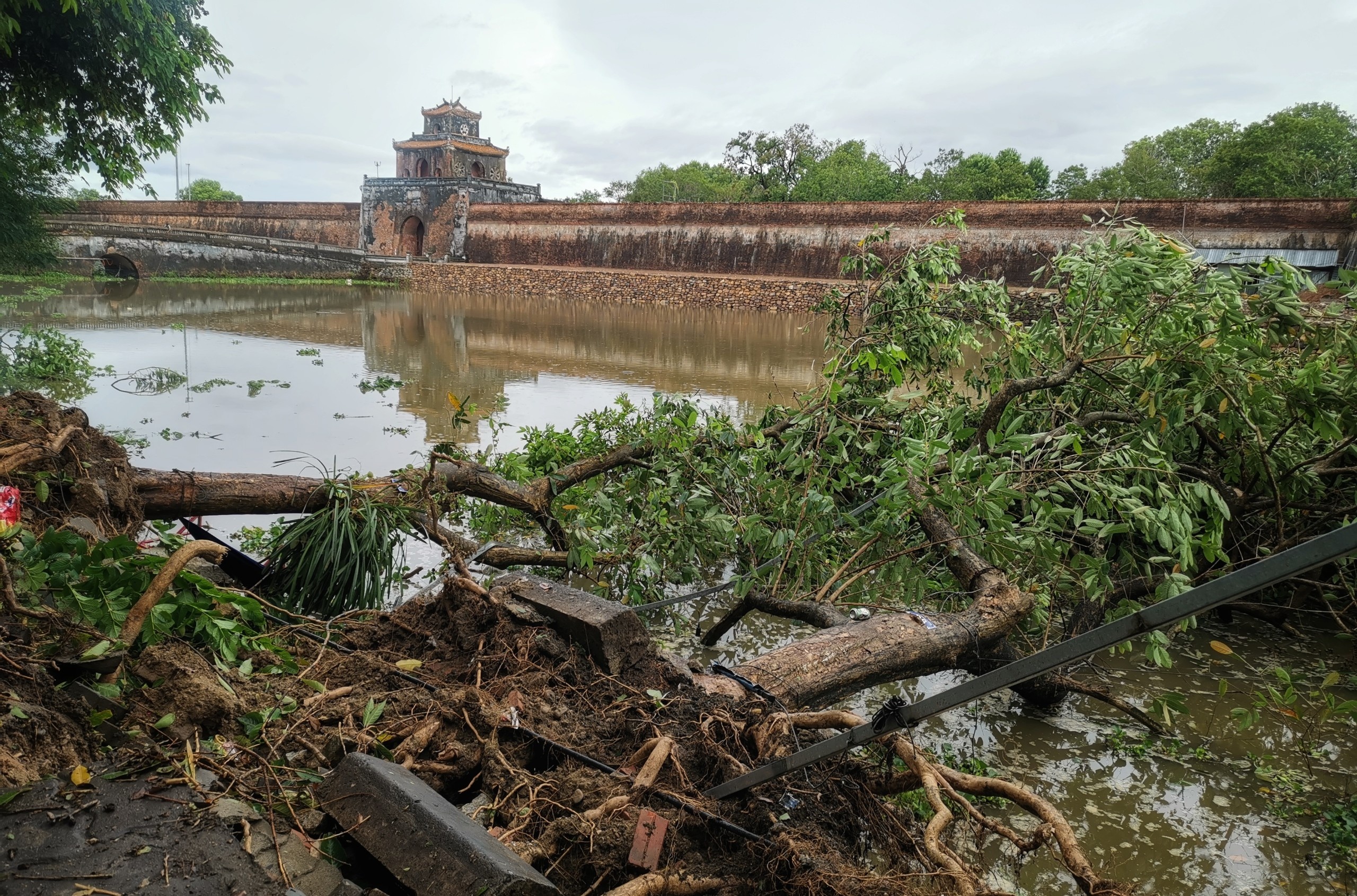 do cay bao so 5 anh 3