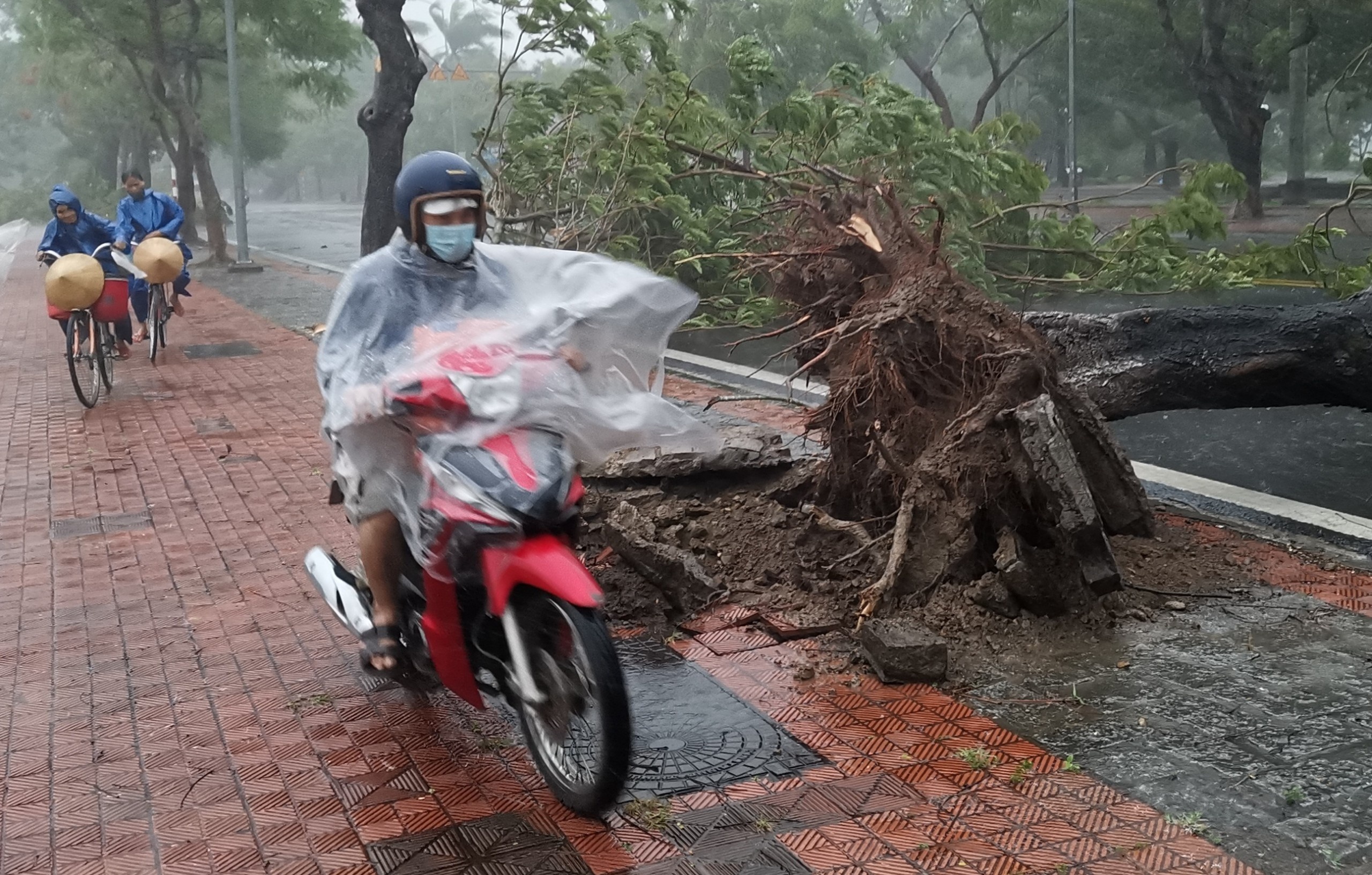 Bao chi cap 8-9, vi sao 15.000 cay xanh tai Hue gay do? hinh anh