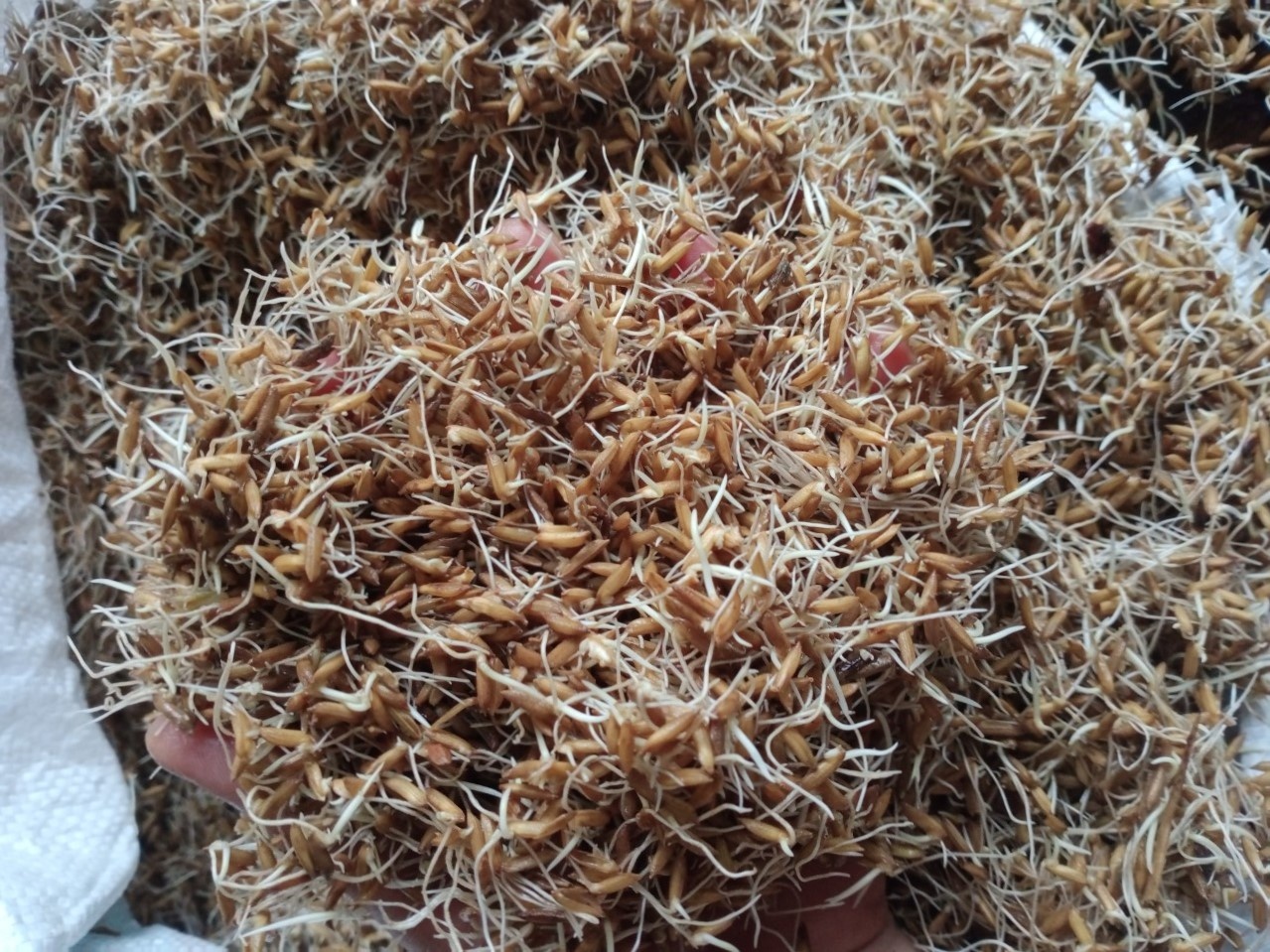 Mua lu mien Trung anh 3