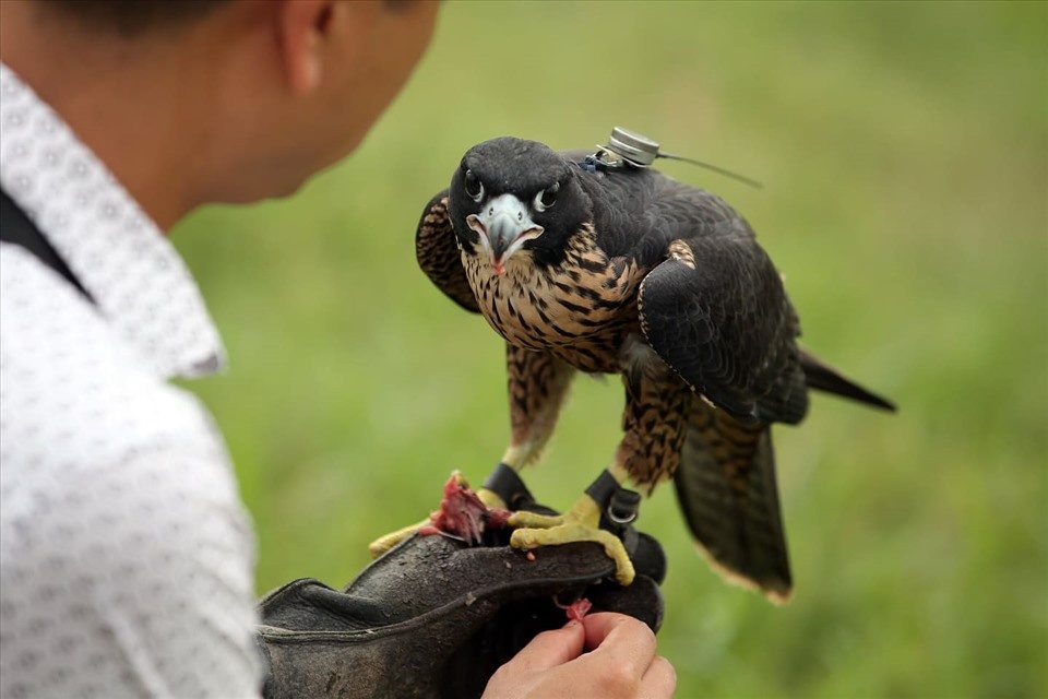 Ky cong nghe huan luyen 'sat thu bau troi' hinh anh