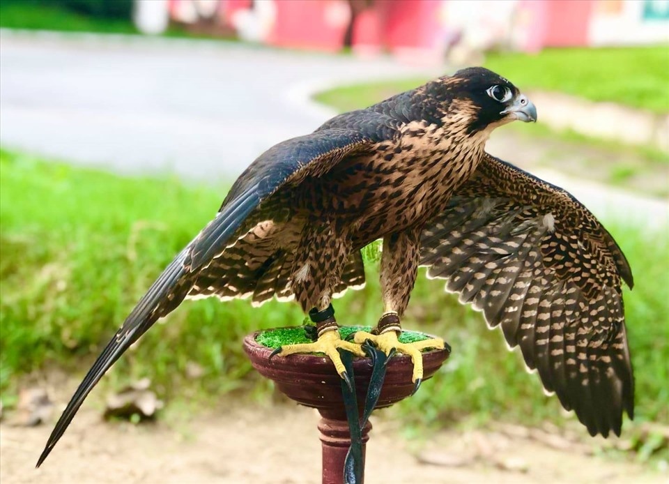 huan luyen chim san mo anh 1