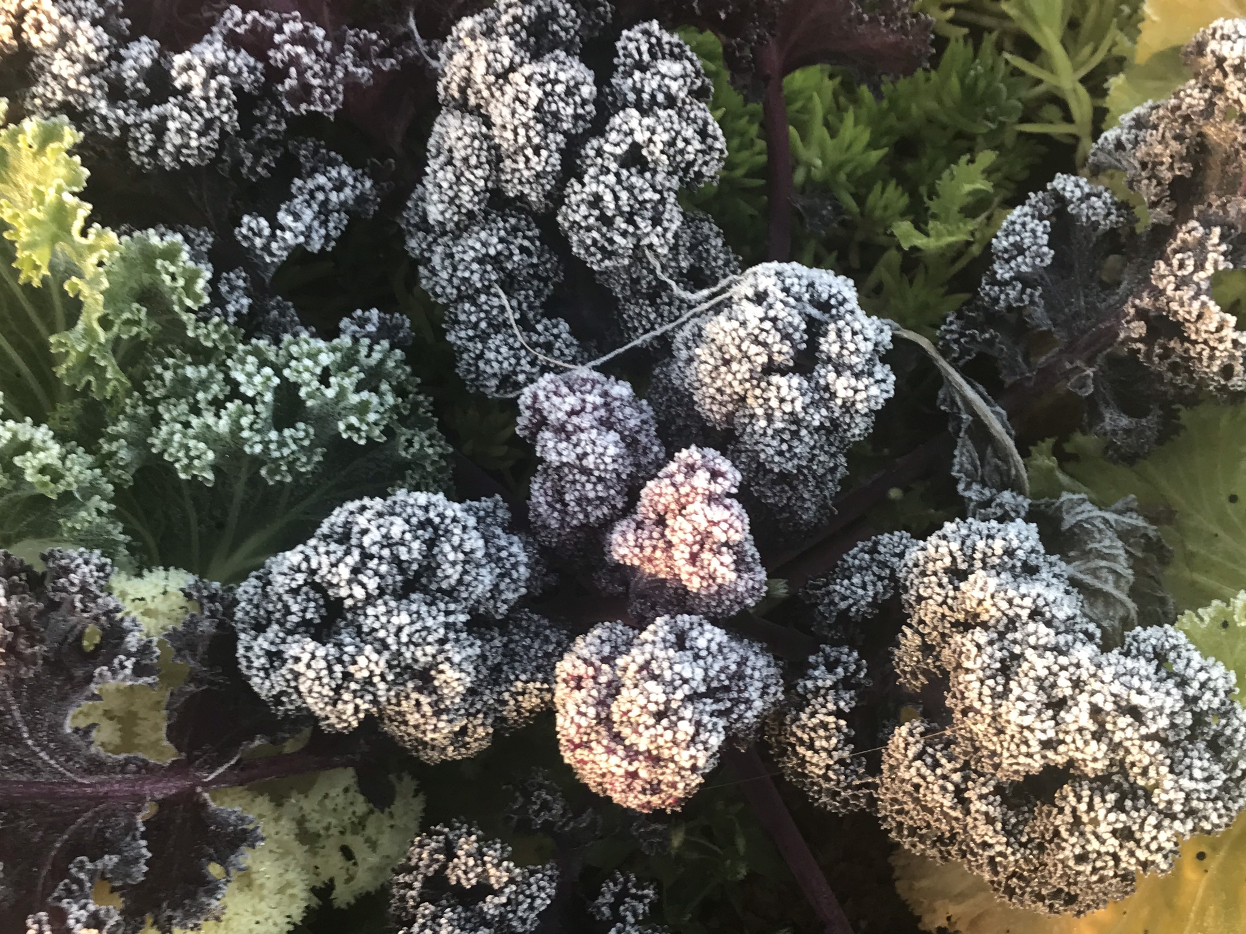 Fansipan co bang tuyet anh 6