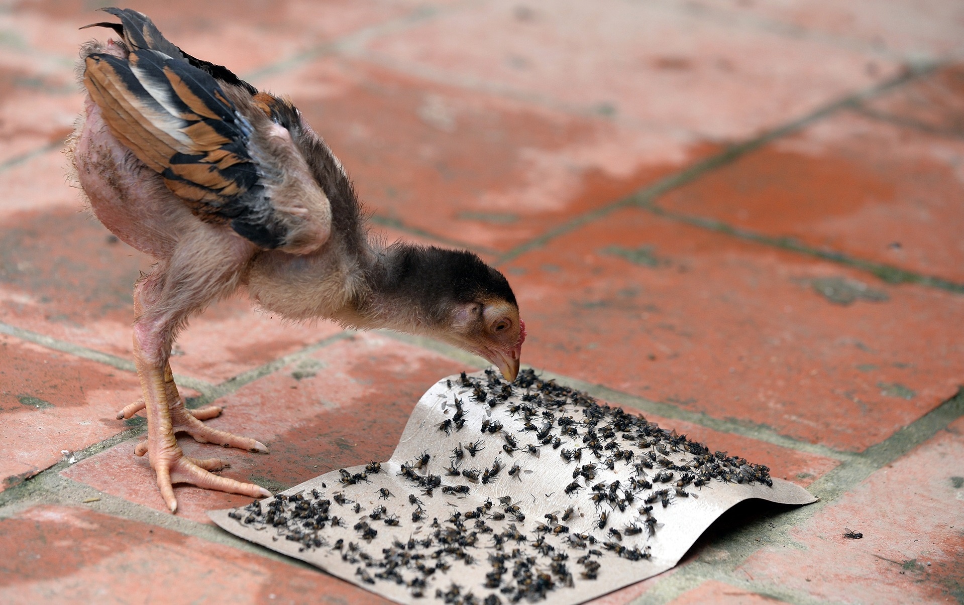 ruoi bua vay bai rac Nam Son anh 1