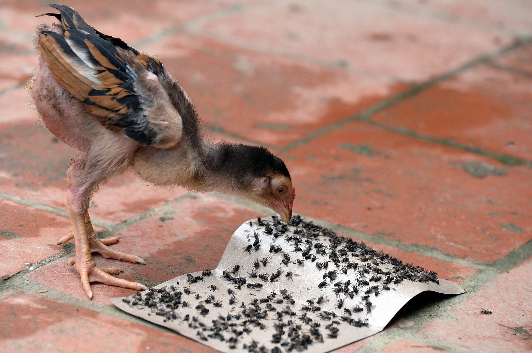 Tet day ruoi nhang cua nguoi dan gan bai rac Nam Son hinh anh
