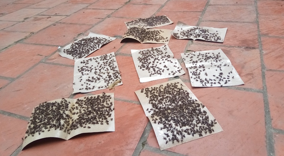 ruoi bua vay bai rac Nam Son anh 2