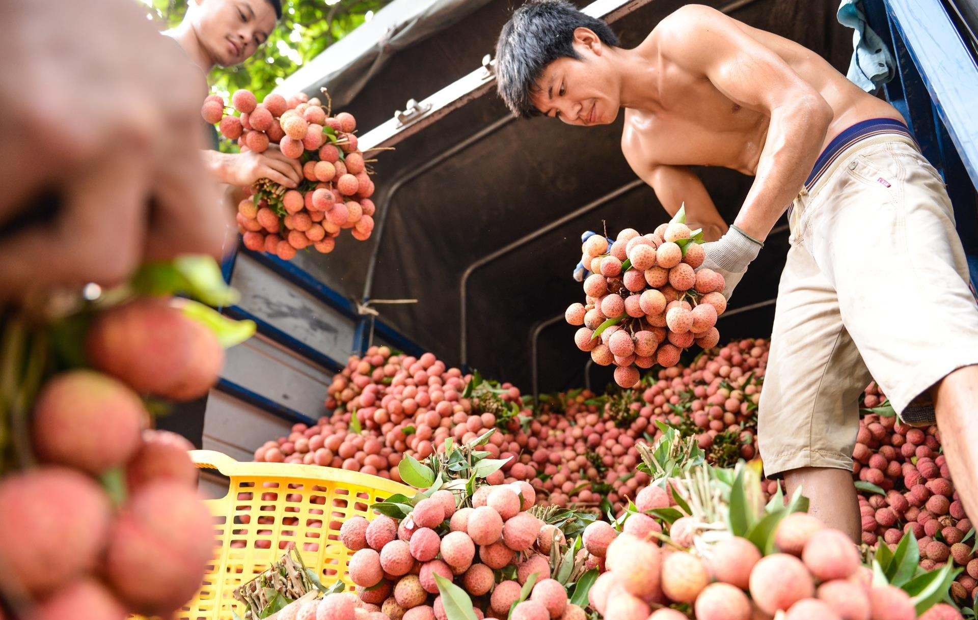 Bo GTVT de nghi cac hang hang khong ho tro van chuyen vai thieu hinh anh