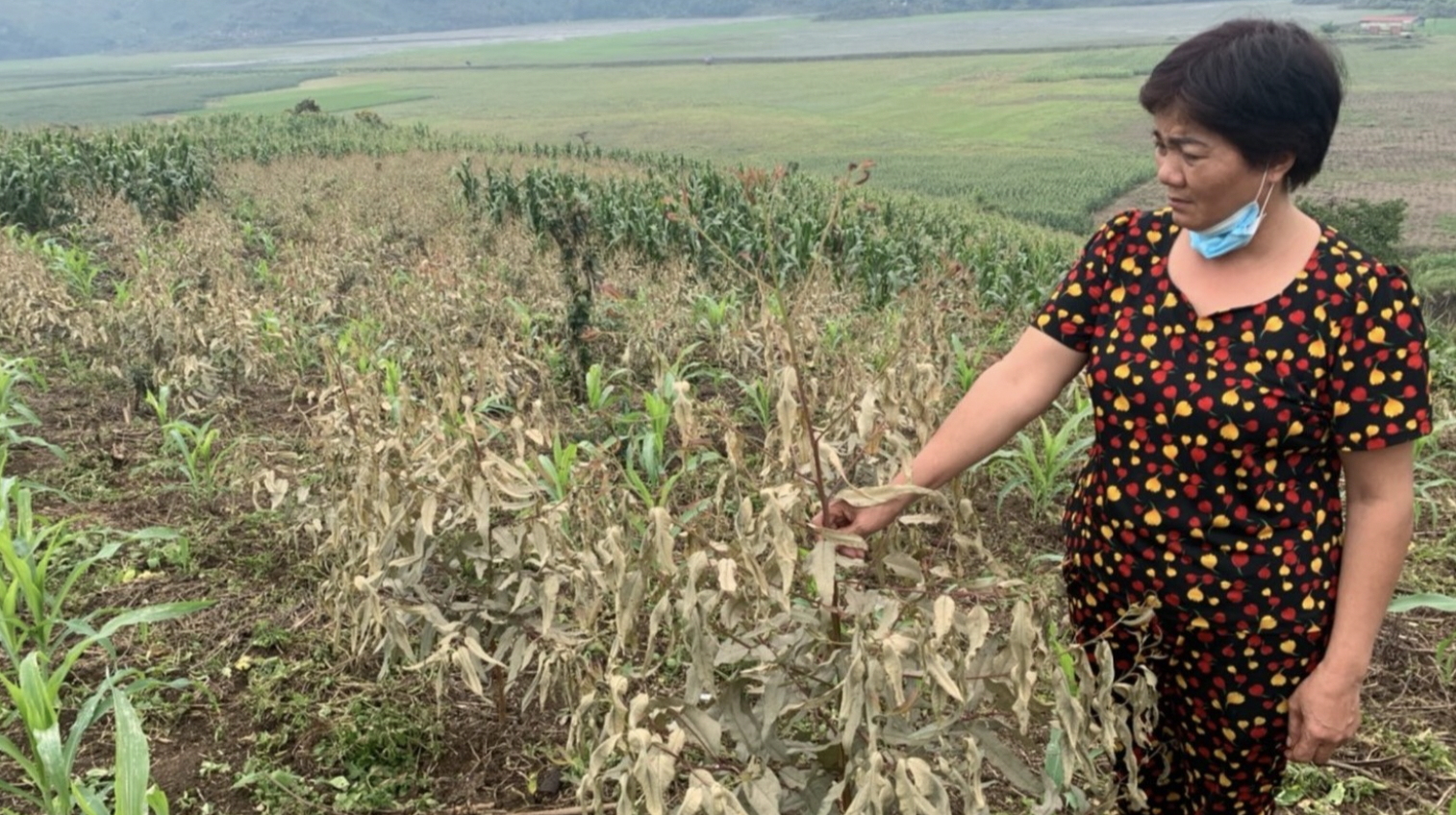 Tim ra noi phat tan khi doc lam cay heo ua, nguoi ngat xiu hinh anh