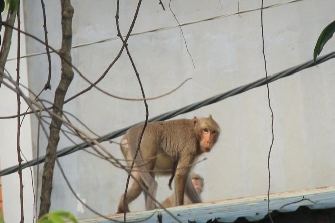 Khi dot nhap khu dan cu o Quang Tri trom trung, doa tre em hinh anh