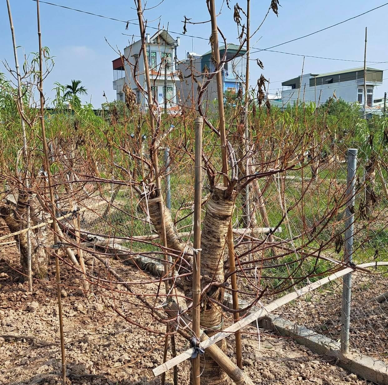 dao tet chet hang loat anh 2