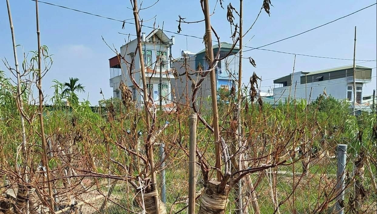 Dao Tet chet hang loat, dan chat lam cui dot hinh anh