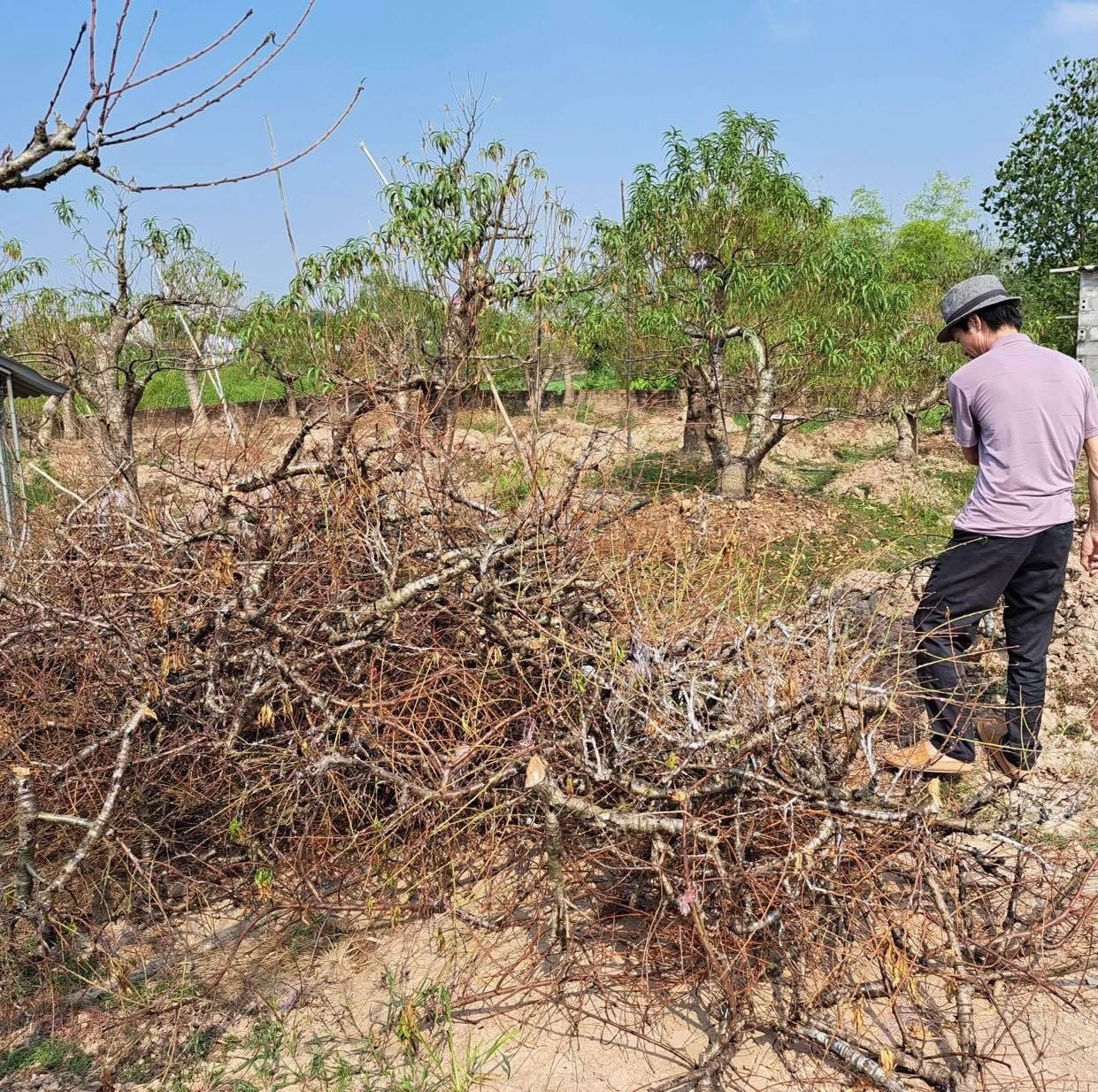 dao tet chet hang loat anh 1